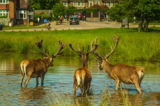 鹿，水，Priroda，梅斯托，湖