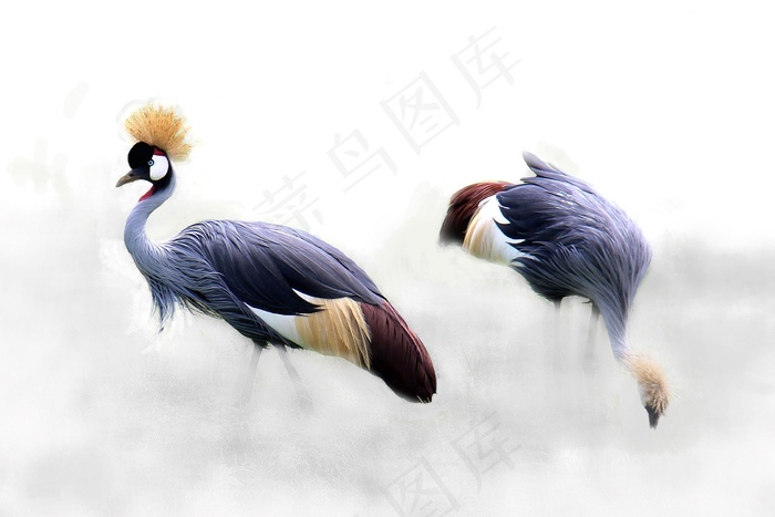 灰冠鹤，鹤，鸟，非洲，坦桑尼亚