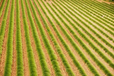 普罗旺斯，法国，薰衣草，原野，自然