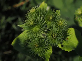 牛Bur，花粉，钩，有责任