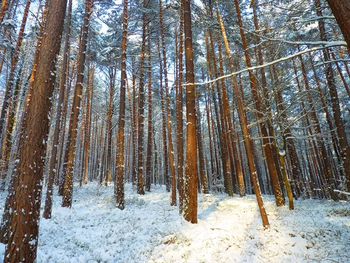 冬季，森林，树木，雪，性质，冷，寒冬