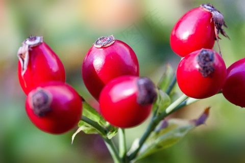 玫瑰果,Canina,水果,红色,野玫瑰,性质,植物 玫瑰果,Canina,水果,红色,野玫瑰,性质,植物