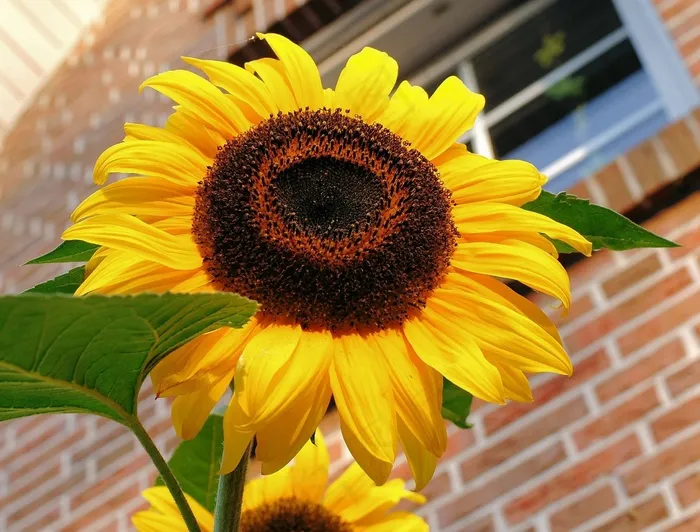 太阳花，开花，夏天，黄色，花瓣