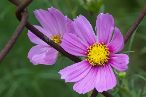 鲜花,关闭,花园的栅栏,粉红色,春天的花朵 鲜花,关闭,花园的栅栏,粉红色,春天的花朵