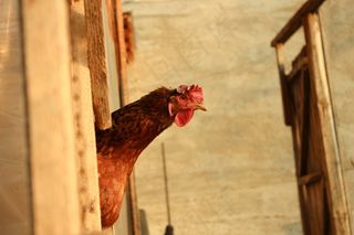 鸡，国家，农场，自然，鸟，动物