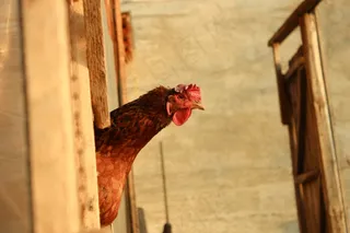 鸡，国家，农场，自然，鸟，动物