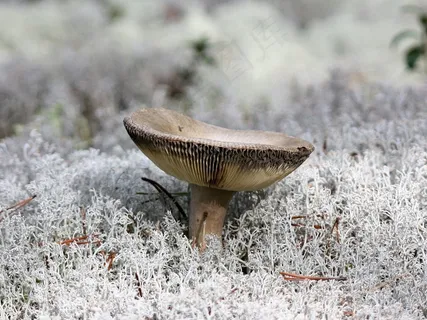 蘑菇，食用，秋季，食品，健康，干叶