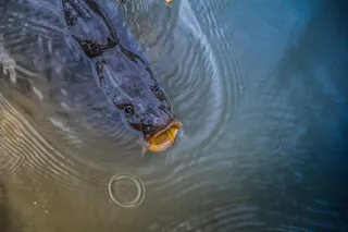 鱼，水，自然，沧海，海洋，动物，热带，蓝色