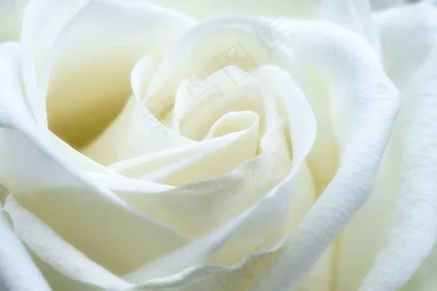 玫瑰,黄玫瑰,白月季,栀子花,白茶花,白玫瑰头花的近似 玫瑰,黄玫瑰,白月季,栀子花,白茶花,白玫瑰头花的近似