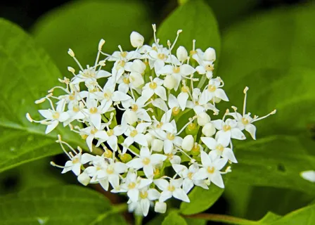小，野生植物，白色，开花，森林，叶子