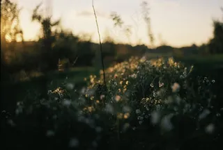 自然，田野，鲜花，户外，草，夏天，花园