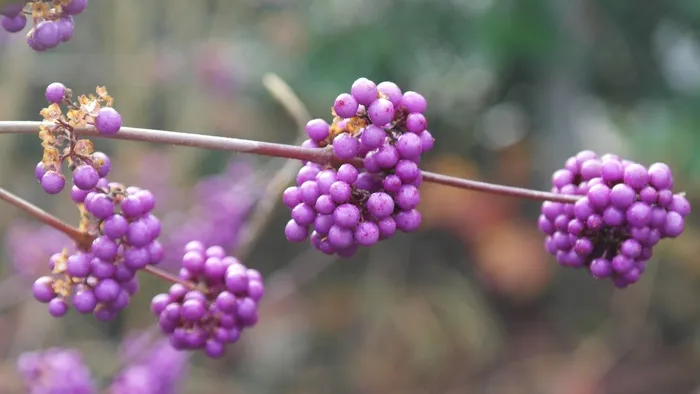 浆果，花园，灌木，冬季，紫，树
