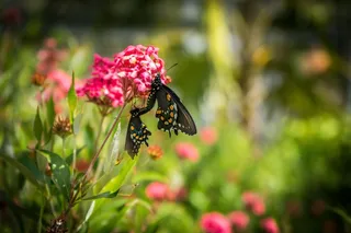 两只蝴蝶，交配，粉红色的花，绿色，花园
