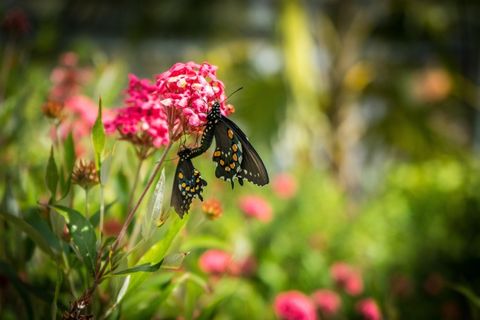 两只蝴蝶,交配,粉红色的花,绿色,花园 两只蝴蝶,交配,粉红色的花,绿色,花园