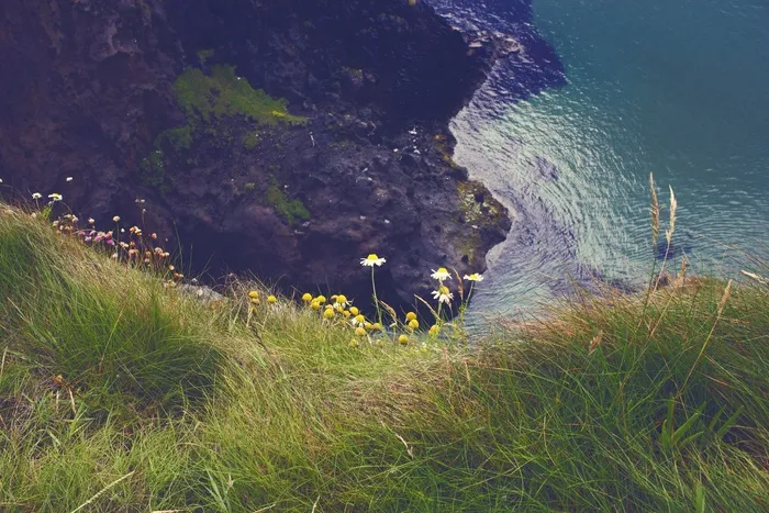 爱尔兰，海，鲜花，岩