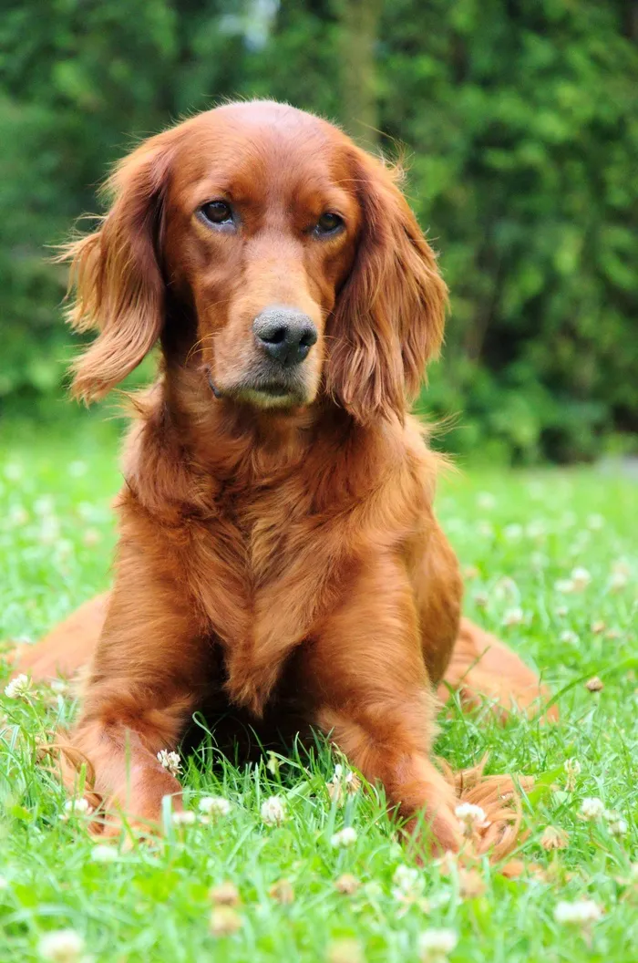 狗，肖像，爱尔兰塞特犬