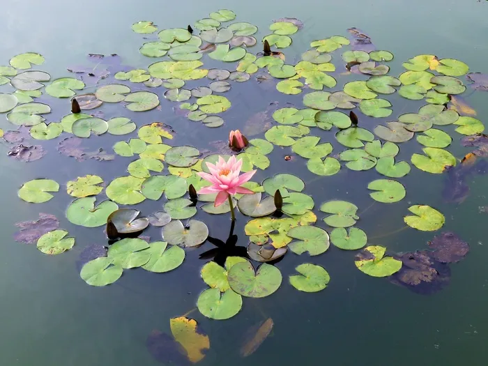 睡莲，花，水，百合，水生，和平