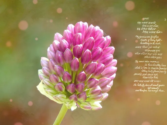 韭菜，球韭菜，开花，厂，浪漫