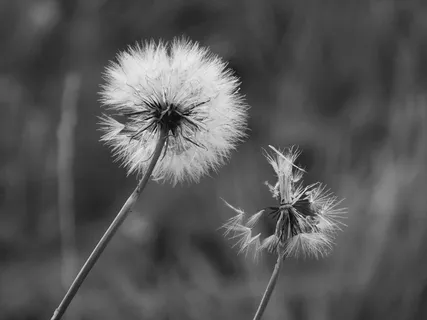 蒲公英，关闭，指出花，黑色和白色