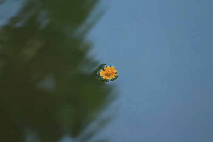 花，植物，湖泊，水，橙色，游泳，公园