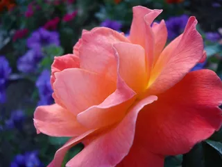 玫瑰，花，花园，自然，粉红色，橙色，紫色