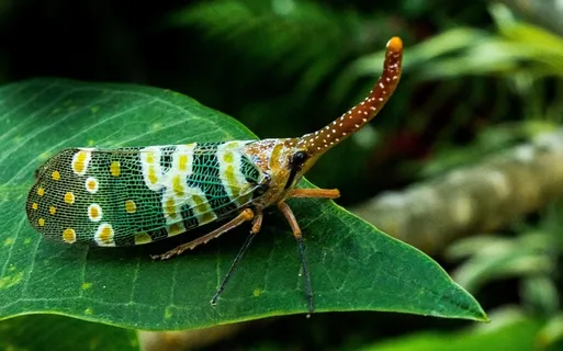 蝉,蝉,昆虫,长鼻 蝉,蝉,昆虫,长鼻