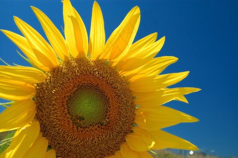 向日葵，鲜花，植物，自然，黄色，太阳，夏天