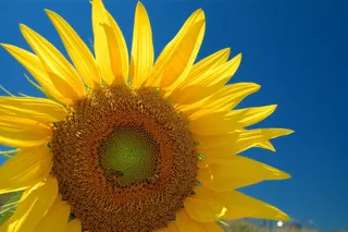 向日葵，鲜花，植物，自然，黄色，太阳，夏天