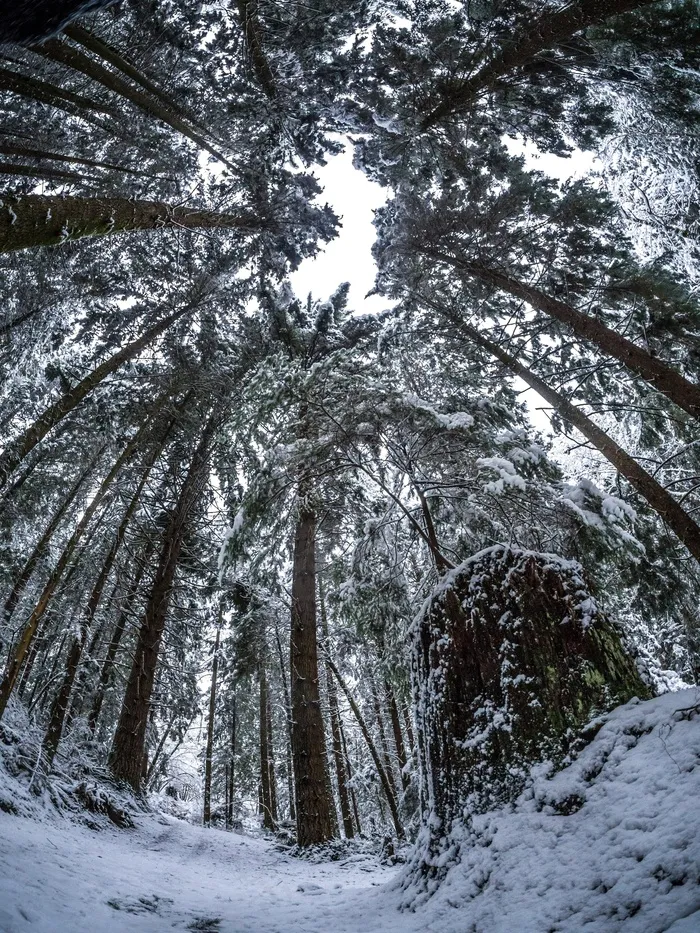 冬季，森林，路径，高大的松树，雪域，低角度