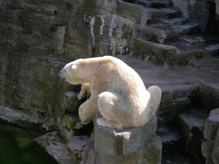 北极熊，熊，动物世界，甜，熊，动物园，休息