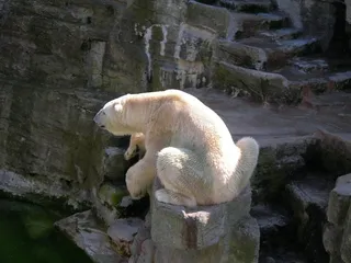 北极熊，熊，动物世界，甜，熊，动物园，休息