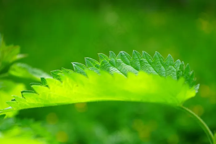 荨麻，叶子，燃烧的头发，粉红色，植物