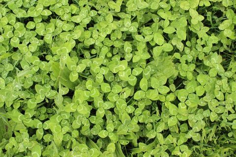 三叶草，幸运，运气，机会，绿色，草，植物