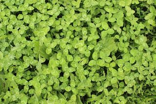 三叶草，幸运，运气，机会，绿色，草，植物