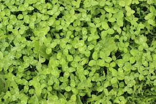 三叶草，幸运，运气，机会，绿色，草，植物