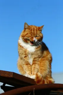 猫，小猫，动物，蓬松