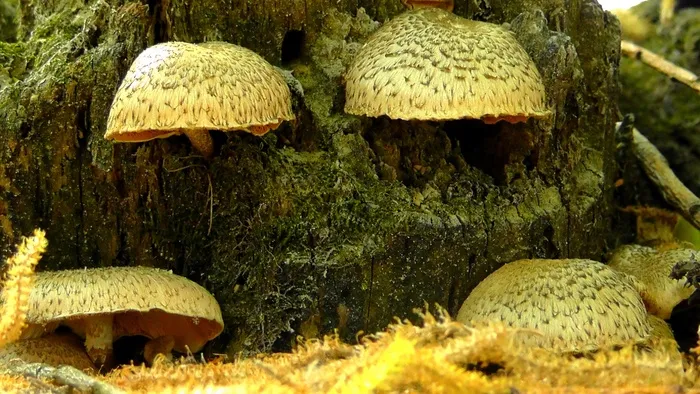 蘑菇，性质，森林，叶子，秋季，蘑菇