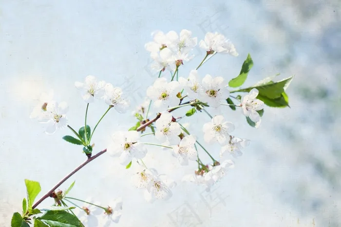 天空，花的，植物，自然，开花，花瓣