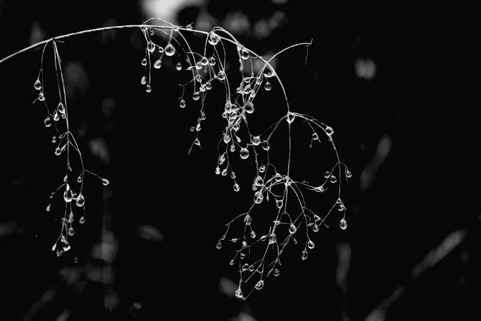露水，滴，雨滴，湿，植物，性质，花园，水