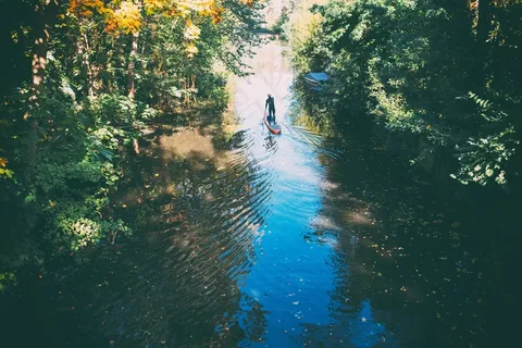树,阳光森林,风景,图画,高角度观的叶片主板的人