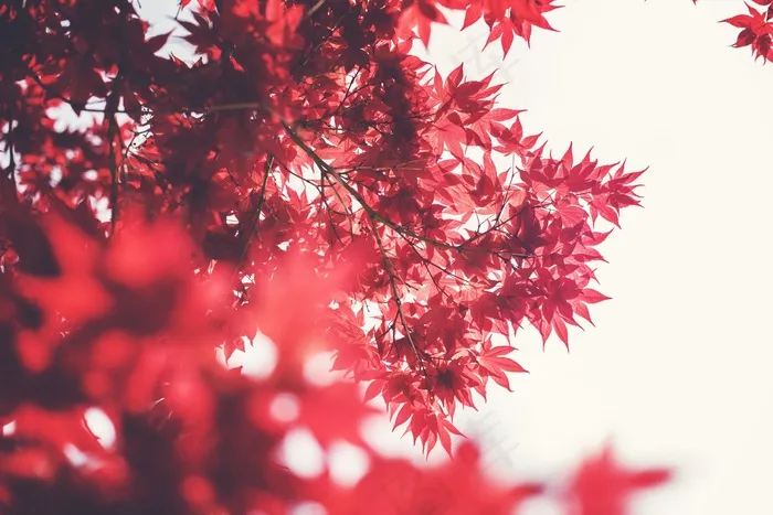 枫，叶子，红色，秋季，秋天，季节，颜色