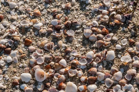 贝壳,海滩,贝壳,海软体动物,热带 贝壳,海滩,贝壳,海软体动物,热带
