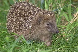 刺猬，汉娜，Crepuscular，动物，骨刺，动物
