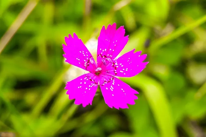 花，自然，领域花