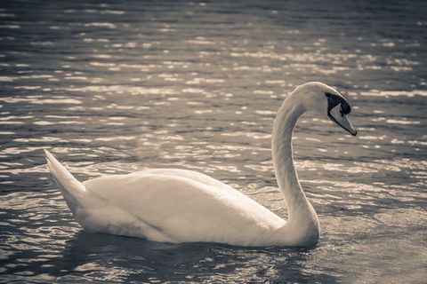 天鹅，巴拉顿湖，性质，水，湖，鸟类，鸟