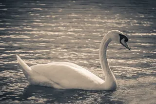 天鹅，巴拉顿湖，性质，水，湖，鸟类，鸟