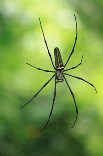 蜘蛛，自然图像，昆虫，大