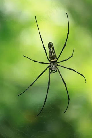 蜘蛛，自然图像，昆虫，大