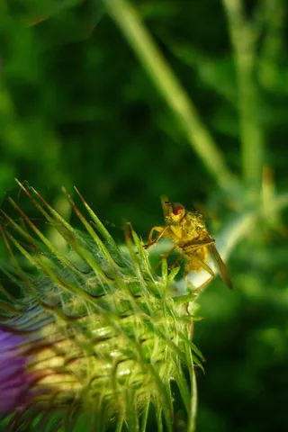 飞，黄色，粪肥，春天，鳞甲，硬皮