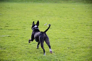 狗，播放，公园，犬，小狗，毛茸茸，可爱，宠物